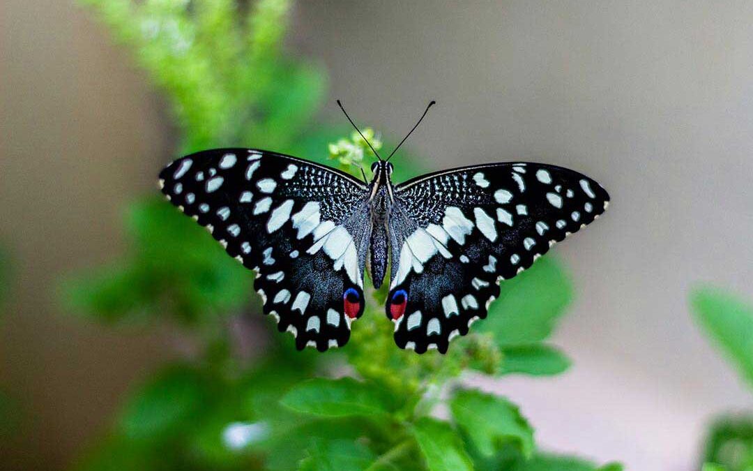Spread Your Wings